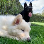 Profile Picture of Gohan Benjamin Garrett (@gohan_garrett) on Instagram