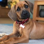 Profile Picture of Holly Davison (@holly_the_rhodesian) on Instagram