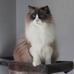 Profile Picture of Roberth.Andersson (@andersson.roberth) on Instagram