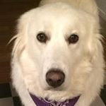 Profile Picture of Laurie Pendleton (@lauriependleton) on Instagram