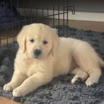 Profile Picture of Annemiek VisserHerman (@annemiek.devisser) on Facebook