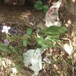 Profile Picture of Steve Schuler (@baylor_scottsman) on Instagram