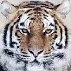 Profile Picture of Jeffrey Thomson (@SkyTiger42) on Twitter