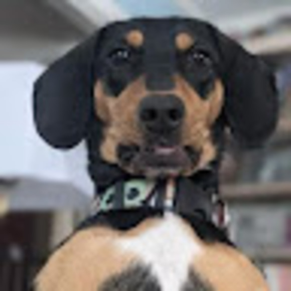 Profile Picture of Hailey Mahardy (@waffles2pointy0) on Poshmark