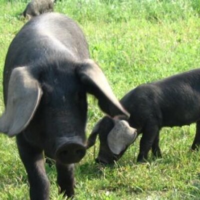 Profile Picture of Barbara Schaefer (@HeritageMeat) on Twitter