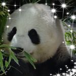 Profile Picture of Jacqueline Shields (@jackieshields610) on Instagram