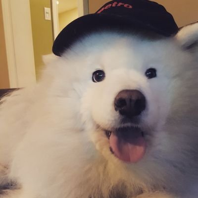 Profile Picture of Michael Venner (@Alicross2016) on Twitter