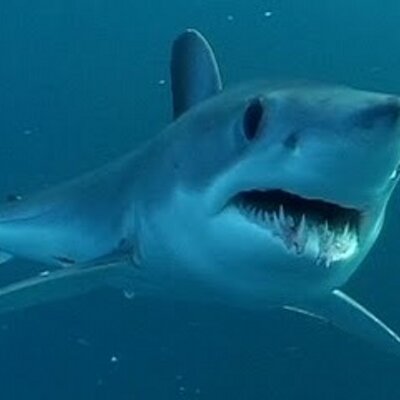 Profile Picture of Cody Harding (@CodmanHunter) on Twitter