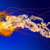 Profile Picture of Cassandra Solis (@cassandrasolis803) on Youtube