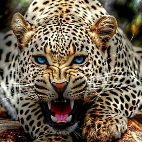 Profile Picture of Chris Mahoney (@Mahoney2274) on Pinterest