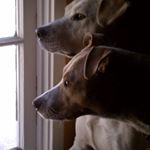 Profile Picture of Janice Sampson (@puppylovejrs) on Instagram