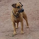 Profile Picture of Patterdale Terrier Brasil (@patterdaleterrier) on Instagram