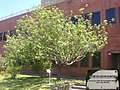Profile Picture of Sabato Institute of Technologyon Wikipedia