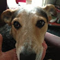 Profile Picture of Sandy Hopper (@sandy-hopper-9) on Quora