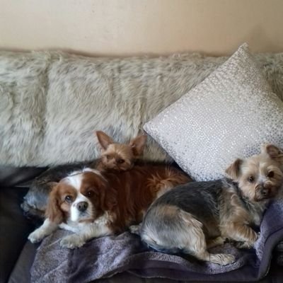 Profile Picture of Paula Tierney (@PaulaTierney11) on Twitter