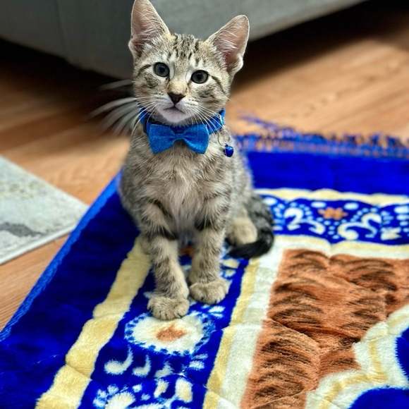 Profile Picture of Arman Arman (@armanx234) on Poshmark