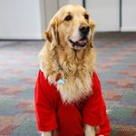 Profile Picture of Kyzer (@kyzer_therapydog) on Instagram