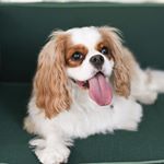 Profile Picture of King Lou (@kinglouthecavalier) on Instagram