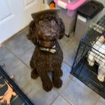 Profile Picture of Chandra Wolfe (@chandra.wolfe) on Instagram