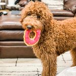 Profile Picture of Margo Fowler Demore (@margo.the.doggo) on Instagram