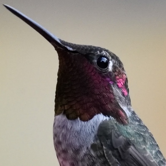 Profile Picture of David Helphrey (@sykaemail) on Poshmark