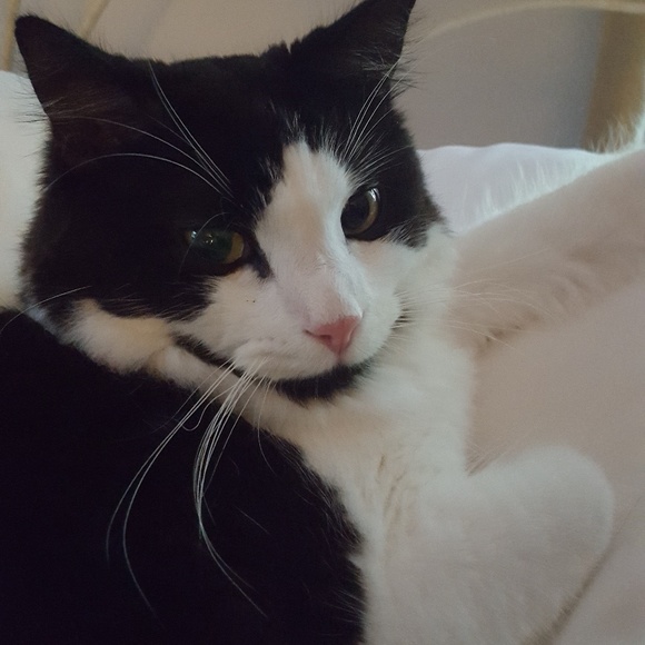 Profile Picture of Laura Muckell (@luck129) on Poshmark