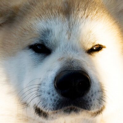 Profile Picture of The Nihon Ken Forum (@NihonKen) on Twitter