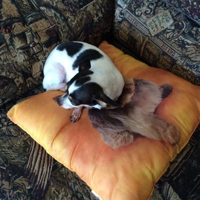 Profile Picture of Ginette Gagnon (@miakassy2015) on Twitter