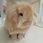 Profile Picture of Iris Cheng (@hirokiiris) on Instagram