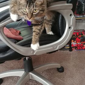 Profile Picture of Tonya Kenyon (@tonyafkenyon) on Pinterest