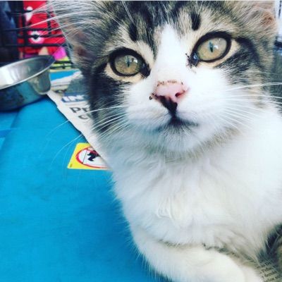 mistyfus - Tiktok Profile Picture of mistyfus (@mistyfus) on Tiktok