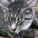 Profile Picture of michael legaspi (@notmyusername3333) on Instagram