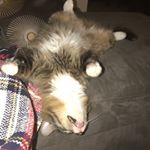 Profile Picture of Piper (@piper_bowers) on Instagram