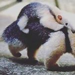 Profile Picture of prior gunning (@animals_sharingbypg) on Instagram