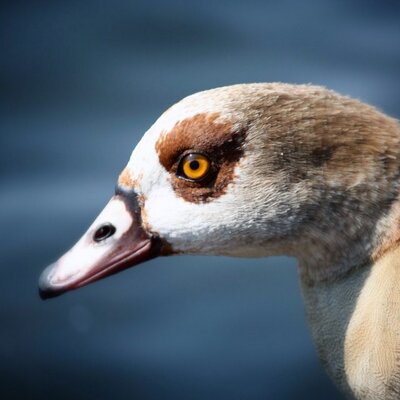 Profile Picture of Brad Ogden (@Riple101) on Twitter