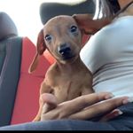 Richard | Rich Homie Quan - Instagram Profile Picture of Richard | Rich Homie Quan (@richiethewienee) on Instagram