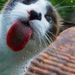 Profile Picture of Christy Templeton (@cnlmom3) on Pinterest