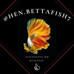 Profile Picture of hen.bettafish7 (@hen.bettafish7) on Instagram