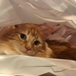 Profile Picture of Herbert Boeckels (@herbietheluvbug99) on Instagram