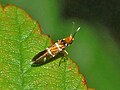 Profile Picture of Micropterix aruncellaon Wikipedia