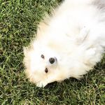 Profile Picture of Sir Archibald Ghost Freud (@archibald__the__pom) on Instagram