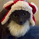 Profile Picture of Lisa Buse (@usedcow4sale_lb) on Instagram