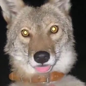 Profile Picture of Brad Shepard (@bradshepard3445) on Youtube