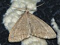 Profile Picture of Pechipogo strigilataon Wikipedia