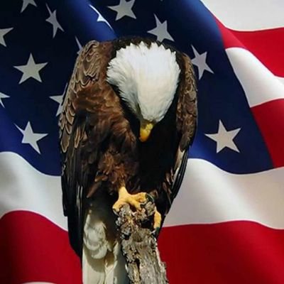 Profile Picture of John Adams (@JohnAda57175071) on Twitter