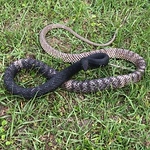 Profile Picture of Robert Howell (@steelcurtain.43) on Flickr