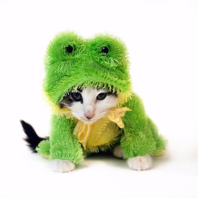 Profile Picture of Ben Freeland (@FinalFrog) on Twitter