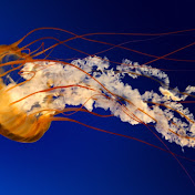 Profile Picture of Evan Lim (@evanlim2365) on Youtube