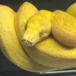 Profile Picture of 🃏Victor Guzman🃏 (@victor626nj) on Instagram