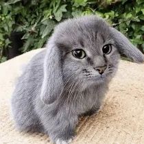 Profile Picture of james (@failure.iscool) on Tiktok